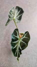 Alocasia Loco - diverse maten, Huis en Inrichting, Ophalen of Verzenden, Overige soorten, Minder dan 100 cm