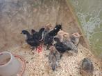 Kuikens   2 weken oud, Geslacht onbekend, Kip