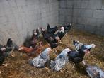 10 gratis slachthaantjes, Dieren en Toebehoren, Pluimvee, Mannelijk, Kip