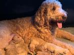 Goldendoodle Medium Pups Geboren, Overige rassen, CDV (hondenziekte), 8 tot 15 weken, Meerdere