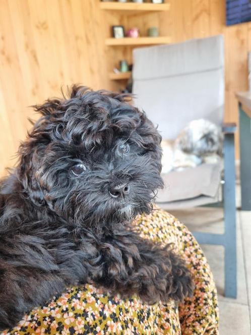 Lieve Boompoo. Boomer x Toy-poedel puppy (teefje), Dieren en Toebehoren, Honden | Niet-rashonden, Klein, Teef, Particulier, Eén hond