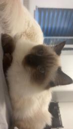 Ragdoll kater seal point, Kater, Gechipt, 0 tot 2 jaar