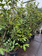 Laulier novita 175 cm boven de pot 7 st 1 koop 100,-, Tuin en Terras, Ophalen, Lente, Vaste plant, Volledige schaduw