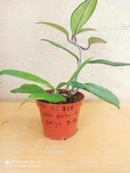 hoya publicalyx red pm 8.5 nummer H215, Ophalen of Verzenden, Halfschaduw, Minder dan 100 cm