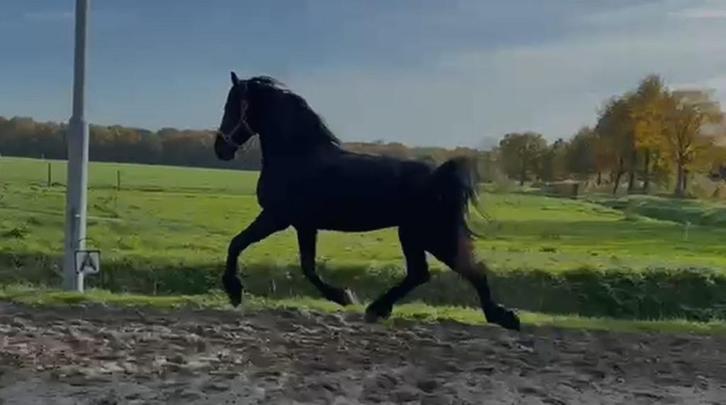 Te koop Ysbrandt: friese hengst Teun 505 x Stendert 447, Dieren en Toebehoren, Paarden, Hengst, Onbeleerd, 160 tot 165 cm, 0 tot 2 jaar