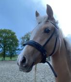 2-jarige Palomino d pony, Dieren en Toebehoren, Pony's, Onbeleerd, Merrie, 0 tot 2 jaar, Gechipt