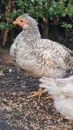 Cream Legbar en Marans kuikens 8 wkn oud, Dieren en Toebehoren, Pluimvee, Meerdere dieren, Kip