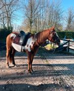 Bijrijder gezocht, Dieren en Toebehoren, Paarden en Pony's | Overige Paardenspullen, Ophalen of Verzenden, Nieuw