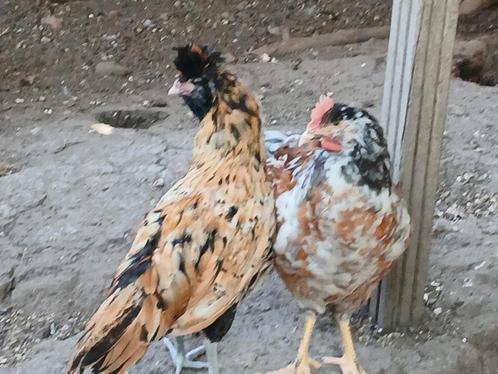 haantjes van Verschillende rassen, Dieren en Toebehoren, Pluimvee, Kip, Mannelijk