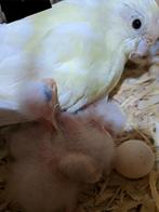 Kakariki nestje, Meerdere dieren, Parkiet, Geringd