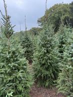 kerstbomen Omorika, Ophalen, Nieuw