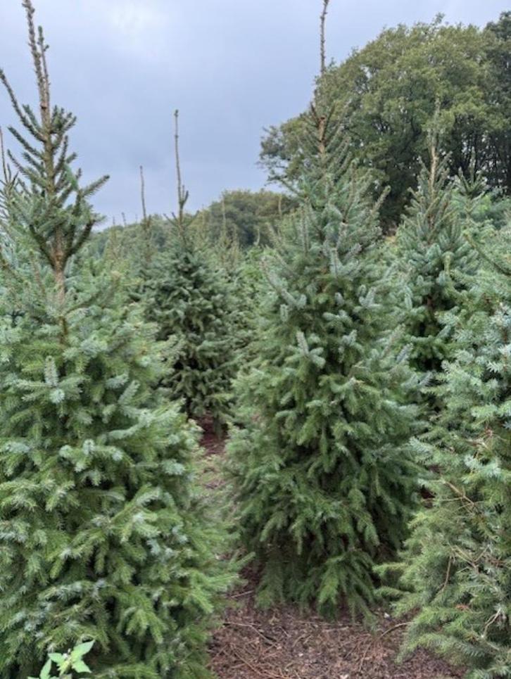 kerstbomen Omorika, Diversen, Kerst, Nieuw, Ophalen