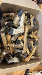 Pootjes., Ophalen of Verzenden, Nieuw, Wild dier, Opgezet dier