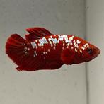 Betta splendens man 15, Vis