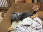 4 jonge katjes te koop, Dieren en Toebehoren, Katten en Kittens | Overige Katten, Kater, Kortharig, 0 tot 2 jaar