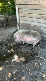 2 varkens/borgjes. 1 göttinger en 1 niet raszuivere kunekune, Dieren en Toebehoren, Mannelijk, Varken, 3 tot 5 jaar