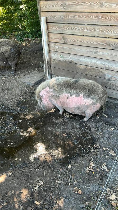2 varkens/borgjes. 1 göttinger en 1 niet raszuivere kunekune, Dieren en Toebehoren, Schapen, Geiten en Varkens, Varken, Mannelijk