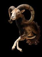 Moeflon opgezet opgezet dier taxidermie veluwe hoorns, Ophalen, Zo goed als nieuw, Wild dier, Opgezet dier