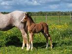 Schitterend welsh hengstveulen van A new story!, Dieren en Toebehoren, Pony's, Hengst, Recreatiepony, Met stamboom, 0 tot 2 jaar