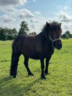 2-jarige zwarte Shetlander ruin, Dieren en Toebehoren, Pony's, Gechipt, Ruin, Niet van toepassing, 0 tot 2 jaar