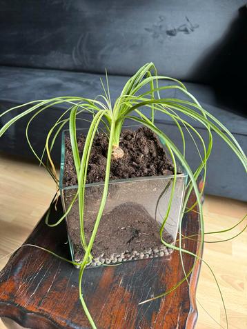 Accubak met plant beschikbaar voor biedingen