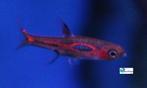Chili Rasbora, Dieren en Toebehoren, Vis, Zoetwatervis, Schoolvis