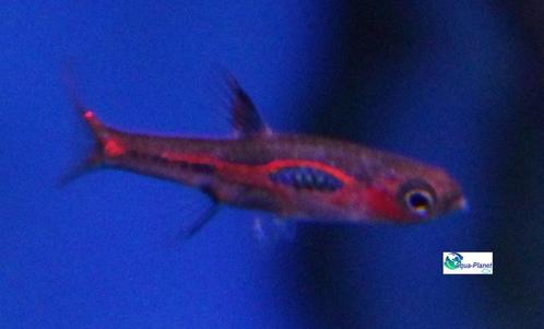 Chili Rasbora, Dieren en Toebehoren, Vissen | Aquariumvissen, Zoetwatervis, Vis, Schoolvis