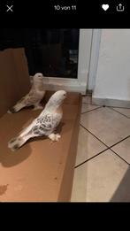 Gezocht, Dieren en Toebehoren, Vogels | Duiven, Meerdere dieren, Overige soorten