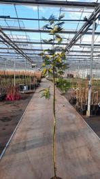 Acacia dealbata 'Mimosa' ☘️, Ophalen, Volle zon, Overige soorten