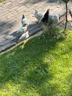 Groningse meeuw / lakenvelder, Dieren en Toebehoren, Pluimvee, Meerdere dieren, Kip