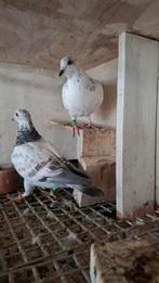 Een koppel schimmels., Dieren en Toebehoren, Vogels | Duiven, Meerdere dieren, Overige soorten