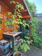 Kastanje boom, Tuin en Terras, Ophalen, Overige soorten