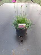 Ameria marit, Volle zon, Vaste plant, Zomer, Ophalen