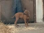 Rhodesian ridgeback pups, Dieren en Toebehoren, CDV (hondenziekte), 8 tot 15 weken, Meerdere, Nederland