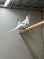 Diamantduiven - Bont en Wildkleur, Dieren en Toebehoren, Vogels | Overige Vogels, Meerdere dieren, Tropenvogel