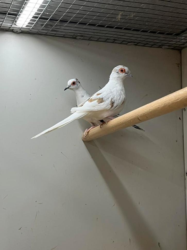 Diamantduiven - Bont en Wildkleur, Dieren en Toebehoren, Vogels | Overige Vogels, Tropenvogel, Meerdere dieren