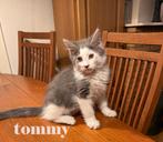 maine coon kittens met stamboom, Dieren en Toebehoren, Katten en Kittens | Raskatten | Langhaar, Meerdere dieren, Gechipt, 0 tot 2 jaar