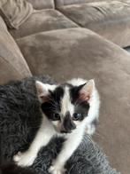 2 jonge kittens, Dieren en Toebehoren, Katten en Kittens | Overige Katten, Geslacht onbekend, Kortharig, 0 tot 2 jaar