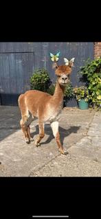 Alpaca hengst met stamboom, Dieren en Toebehoren, Overige Dieren, Mei, Mannelijk
