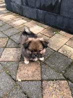 Pekinees x pomeriaan, Dieren en Toebehoren, Honden | Chihuahua's en Gezelschapshonden, Eén hond, Nederland, Particulier, Reu