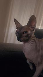 Lieve spfynx poes, Poes