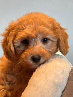 Beeldschone mini Doodle pups ( Maltipoo ) Abricot en crème, Poedel, Nederland, CDV (hondenziekte), 8 tot 15 weken