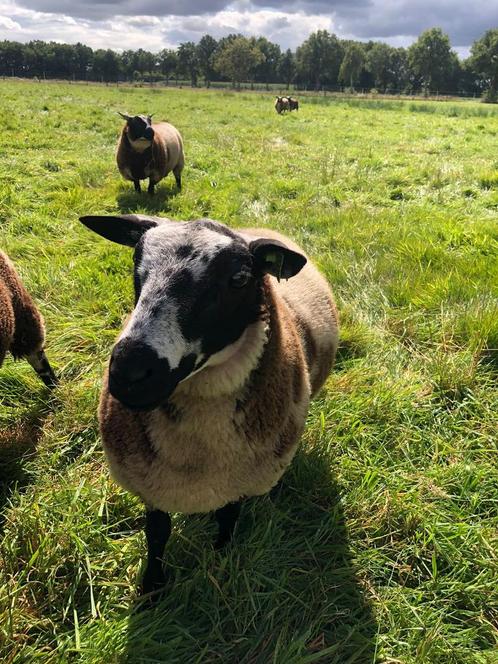 Zeer mooie dekram bont bonte zwoeger en scrapie vrij!, Dieren en Toebehoren, Schapen, Geiten en Varkens, Schaap, Mannelijk, 0 tot 2 jaar