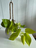 Epipremnum ‘ Golden Pothos ‘ ( Neon) inclusief witte hangpot, Huis en Inrichting, Overige soorten, In pot, Minder dan 100 cm, Halfschaduw