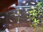 Lepomis marginatus RED., Dieren en Toebehoren, Vissen | Vijvervissen, Baars of Goudwinde