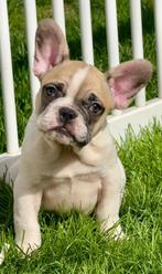 Franse bulldog pups, Dieren en Toebehoren, België, Rabiës (hondsdolheid), 8 tot 15 weken, Bulldog