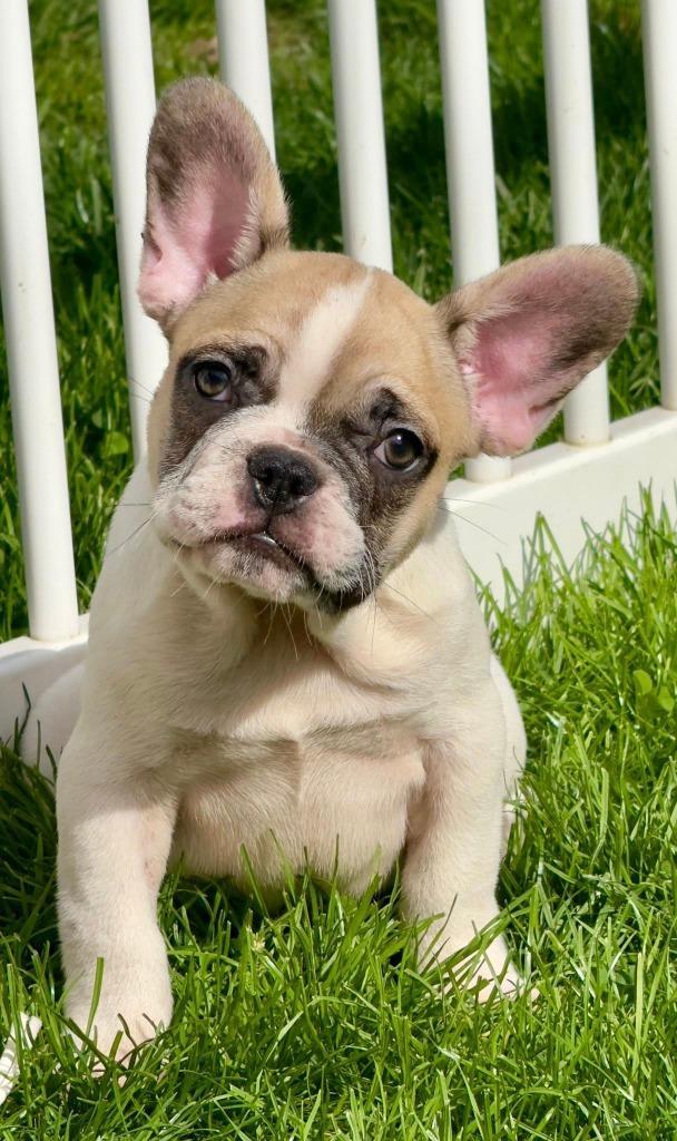 Franse bulldog pups, Dieren en Toebehoren, Honden | Bulldogs, Pinschers en Molossers, Meerdere dieren, Bulldog, Fokker | Professioneel