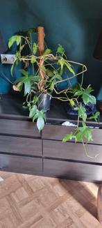 Philodendron Florida Ghost, Huis en Inrichting, Kamerplanten, Overige soorten, Minder dan 100 cm, Groene kamerplant, Halfschaduw