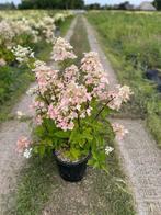 Hydrangea Paniculata Wims Red/ Pluimhortensia, Tuin en Terras, Planten | Tuinplanten, Zomer, Vaste plant, Overige soorten, Ophalen