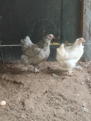 2 mooie hennen! beschikbaar voor biedingen